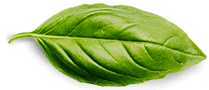 basil-leaf